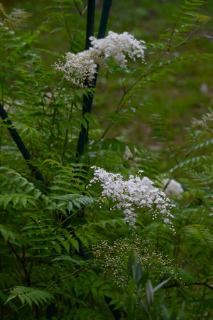 Sorbaria sorbifolia (False spiraea) flowers. Rosaceae deciduous shrub. It is a neat flower that blooms in summer with white five-petal flowers, providing a cool feeling.の写真素材