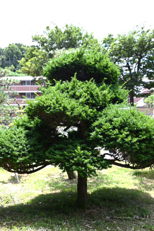Taxus cuspidata (Dwarf Japanese yew) tree. Taxaceae evergreen conifer, dioecious. The berries ripen red in autumn are edible but the seeds are poisonous.の写真素材