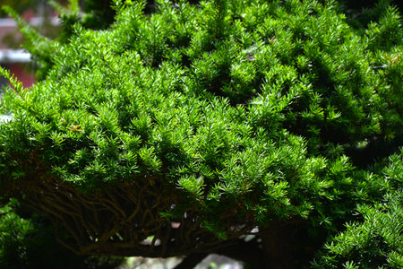 Taxus cuspidata (Dwarf Japanese yew) tree. Taxaceae evergreen conifer, dioecious. The berries ripen red in autumn are edible but the seeds are poisonous.の写真素材