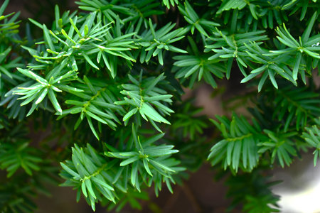 Taxus cuspidata (Dwarf Japanese yew) tree. Taxaceae evergreen conifer, dioecious. The berries ripen red in autumn are edible but the seeds are poisonous.の写真素材