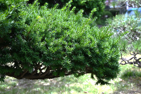 Taxus cuspidata (Dwarf Japanese yew) tree. Taxaceae evergreen conifer, dioecious. The berries ripen red in autumn are edible but the seeds are poisonous.の写真素材