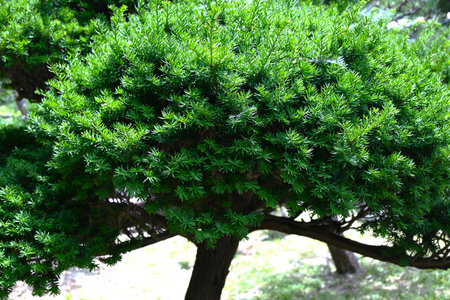 Taxus cuspidata (Dwarf Japanese yew) tree. Taxaceae evergreen conifer, dioecious. The berries ripen red in autumn are edible but the seeds are poisonous.の写真素材