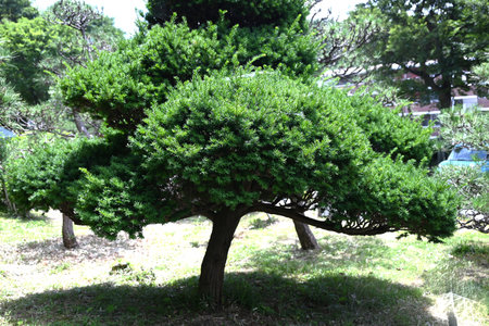 Taxus cuspidata (Dwarf Japanese yew) tree. Taxaceae evergreen conifer, dioecious. The berries ripen red in autumn are edible but the seeds are poisonous.の写真素材