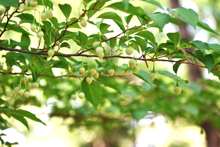 Styrax japonica fruits (Drupe). Styracaceae deciduuous tree. The skin of the fruit that forms after...