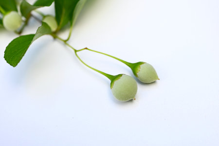 Styrax japonica fruits (Drupe). Styracaceae deciduuous tree. The skin of the fruit that forms after flowering is poisonous, but the seeds are a favorite food of the varied tit.の写真素材