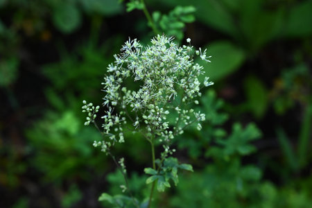 Thalictrum minus leaves and flowers. Ranunculaceae perennial plants. Small pale yellowish white flowers bloom in panicles in summer. Medicinal for stomachache.の写真素材