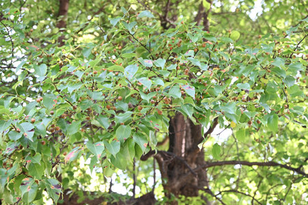 Pyrus pyrifolia (Sand pear) fruits. Rosaceae deciduous tree. It is said to be the original species...