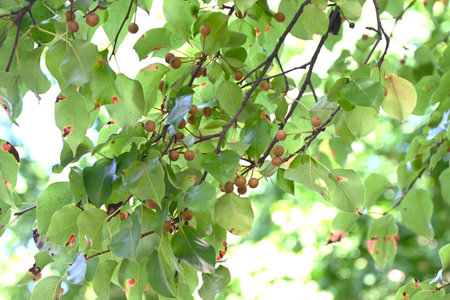 Pyrus pyrifolia (Sand pear) fruits. Rosaceae deciduous tree. It is said to be the original species...