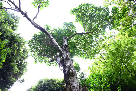 Dendropanax trifidus bark and leaves. Araliaceae evergreen tree. The glossy leaves change shape as...