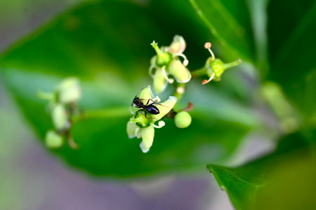 Japanese spindle (Euonymus japonicus) flowers. Celastraceae evergreen shrub. Numerous small...
