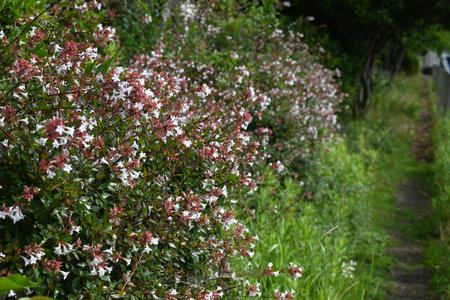 Abelia flowers. Caprifoliaceae evergreen shrub. Small, bell-shaped, white flowers bloom in large numbers from spring to autumn. Often used as a hedge.の写真素材