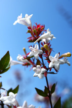 Abelia flowers. Caprifoliaceae evergreen shrub. Small, bell-shaped, white flowers bloom in large numbers from spring to autumn. Often used as a hedge.の写真素材