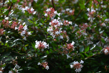 Abelia flowers. Caprifoliaceae evergreen shrub. Small, bell-shaped, white flowers bloom in large numbers from spring to autumn. Often used as a hedge.の写真素材