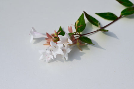Abelia flowers. Caprifoliaceae evergreen shrub. Small, bell-shaped, white flowers bloom in large numbers from spring to autumn. Often used as a hedge.の写真素材