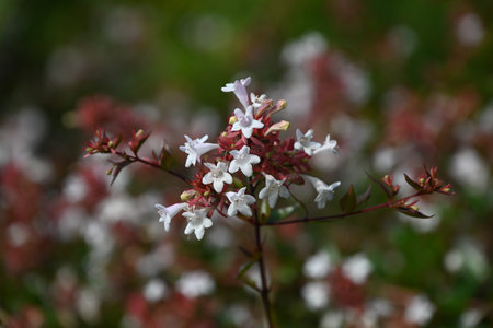 Abelia flowers. Caprifoliaceae evergreen shrub. Small, bell-shaped, white flowers bloom in large numbers from spring to autumn. Often used as a hedge.の写真素材