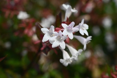 Abelia flowers. Caprifoliaceae evergreen shrub. Small, bell-shaped, white flowers bloom in large numbers from spring to autumn. Often used as a hedge.の写真素材