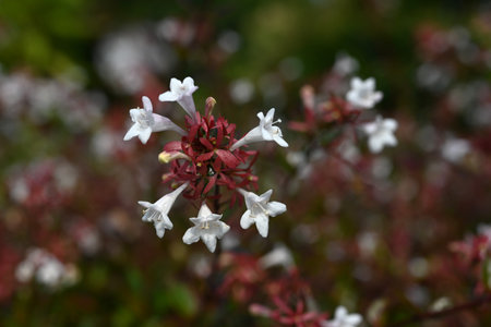 Abelia flowers. Caprifoliaceae evergreen shrub. Small, bell-shaped, white flowers bloom in large numbers from spring to autumn. Often used as a hedge.の写真素材