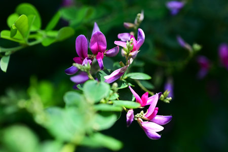 Lespedeza maximowiczii flowers. Fabaceae deciduous shrub. Purple-red butterfly-shaped flowers bloom in racemes from June to July.の写真素材