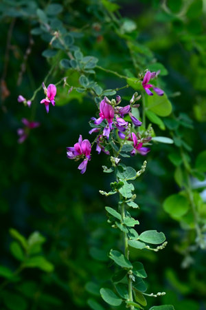 Lespedeza maximowiczii flowers. Fabaceae deciduous shrub. Purple-red butterfly-shaped flowers bloom in racemes from June to July.の写真素材