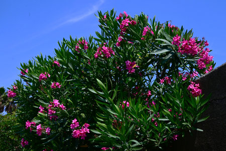 Nerium oleander flowers. Apocynaceae evergreen shrub. It blooms with red or white flowers in summer, but the flowers, leaves, branches, roots, and fruits are all highly poisonous.の写真素材