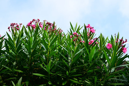 Nerium oleander flowers. Apocynaceae evergreen shrub. It blooms with red or white flowers in summer, but the flowers, leaves, branches, roots, and fruits are all highly poisonous.の写真素材