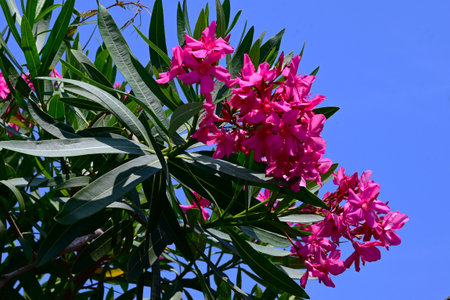 Nerium oleander flowers. Apocynaceae evergreen shrub. It blooms with red or white flowers in summer,...