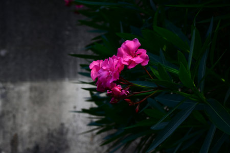 Nerium oleander flowers. Apocynaceae evergreen shrub. It blooms with red or white flowers in summer, but the flowers, leaves, branches, roots, and fruits are all highly poisonous.の写真素材