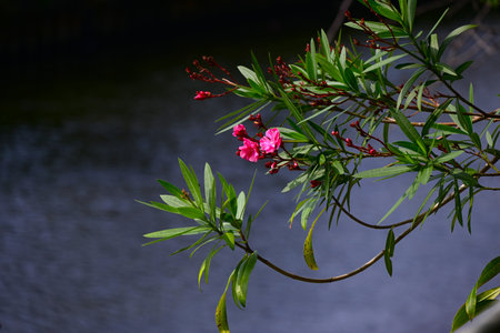 Nerium oleander flowers. Apocynaceae evergreen shrub. It blooms with red or white flowers in summer, but the flowers, leaves, branches, roots, and fruits are all highly poisonous.の写真素材