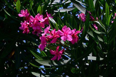 Nerium oleander flowers. Apocynaceae evergreen shrub. It blooms with red or white flowers in summer, but the flowers, leaves, branches, roots, and fruits are all highly poisonous.の写真素材
