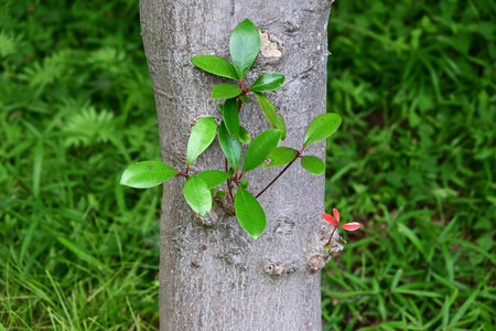 Japanese ternstroemia tree. Pentaphylacaceae evergreen tree. A symbolic tree known as the "king of garden trees" in Japan. It blooms with fragrant white flowers in summer.の写真素材
