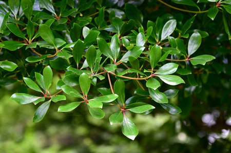 Japanese ternstroemia tree. Pentaphylacaceae evergreen tree. A symbolic tree known as the king of...