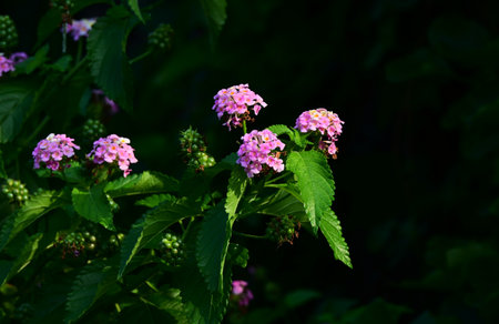 Lantana flowers. Verbenaceae evergreen shrub. It produces umbels of numerous small flowers and the...