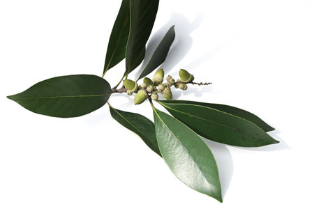 Lithocarpus edulis flowers and acorns. Fagaceae evergreen tree. Flowers (monoecious) bloom in summer and the acorns ripen in the following autumn and are edible.の写真素材