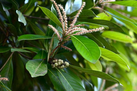 Lithocarpus edulis flowers and acorns. Fagaceae evergreen tree. Flowers (monoecious) bloom in summer and the acorns ripen in the following autumn and are edible.の写真素材