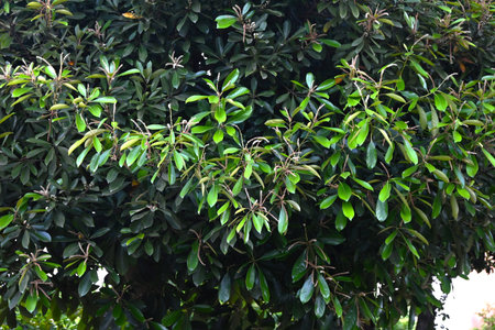 Lithocarpus edulis flowers and acorns. Fagaceae evergreen tree. Flowers (monoecious) bloom in summer and the acorns ripen in the following autumn and are edible.の写真素材