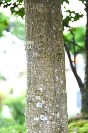 Lithocarpus edulis flowers and acorns. Fagaceae evergreen tree. Flowers (monoecious) bloom in summer and the acorns ripen in the following autumn and are edible.の写真素材