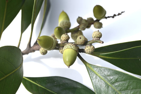 Lithocarpus edulis flowers and acorns. Fagaceae evergreen tree. Flowers (monoecious) bloom in summer and the acorns ripen in the following autumn and are edible.の写真素材