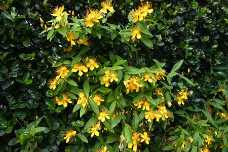 Chinese hypericum flowers. Hypericaceae semi-deciduous shrub. Five-petaled yellow flowers with long stamens bloom in early summer. Also has medicinal properties.の写真素材