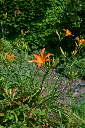 Orange dailily (Hemerocallis fulva) flowers. Asphodelaceae perennial plants. Orange flowers bloom in summer. The buds, leaves and roots are edible and used as herbal medicine.の写真素材
