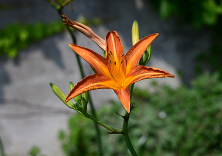 Orange dailily (Hemerocallis fulva) flowers. Asphodelaceae perennial plants. Orange flowers bloom in summer. The buds, leaves and roots are edible and used as herbal medicine.の写真素材