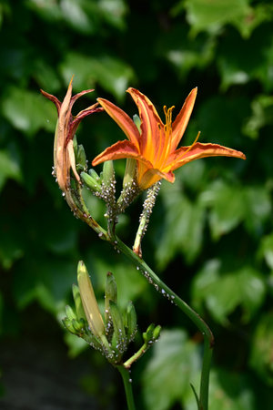 Orange dailily (Hemerocallis fulva) flowers. Asphodelaceae perennial plants. Orange flowers bloom in summer. The buds, leaves and roots are edible and used as herbal medicine.の写真素材