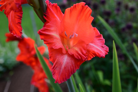 Gladiolus flowers. Iridaceae bulbous plants. These flowers come in a wide variety of colors and brighten up summer flower beds. They bloom three months after planting the bulbs.の写真素材