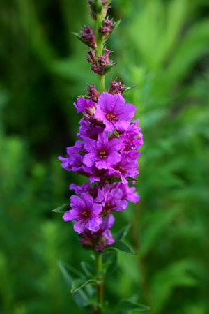 Lythrum anceps (Purple loosestrife) flowers. Lythraceae perennial plants. Grows in wetlands and blooms with six-petaled crimson-purple flowers in summer.の写真素材