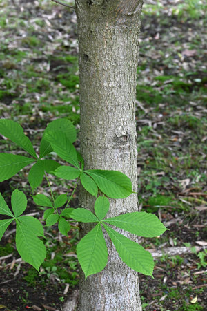 Japanese horse chestnut tree. Sapindaceae deciduous tree. It is an attractive tree with fresh green leaves in early summer and yellow leaves in autumn, and is used as a street treeの写真素材