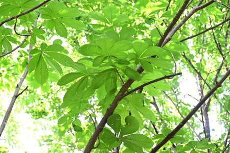 Japanese horse chestnut tree. Sapindaceae deciduous tree. It is an attractive tree with fresh green leaves in early summer and yellow leaves in autumn, and is used as a street treeの写真素材
