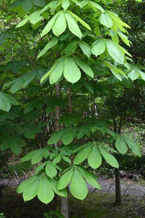 Japanese horse chestnut tree. Sapindaceae deciduous tree. It is an attractive tree with fresh green leaves in early summer and yellow leaves in autumn, and is used as a street treeの写真素材