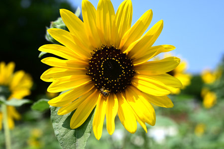 Sunflowers in full bloom. The strength of the sunflowers all looking up at the sun on a hot summer afternoon is moving.の写真素材