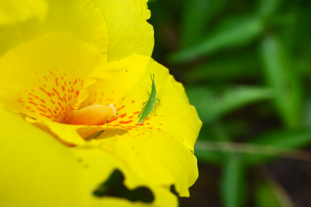 Canna flowers. Cannaceae bulbous tropical plants. These flowers bloom brightly among the large leaves in midsummer, making them the perfect flower for summer flower beds.の写真素材