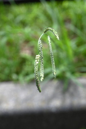 Dallis grass (Paspalum dilatatum). A perennial plant of the Poaceae family native to South America....