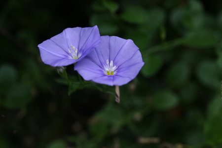 Convolvulus flowers. Convolvulaceae perennial plants. Blue-purple flowers about 3 cm in diameter...